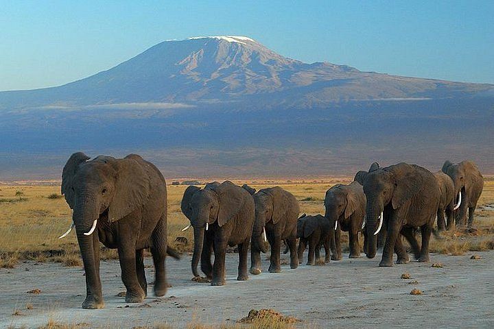 Amboseli Elephants